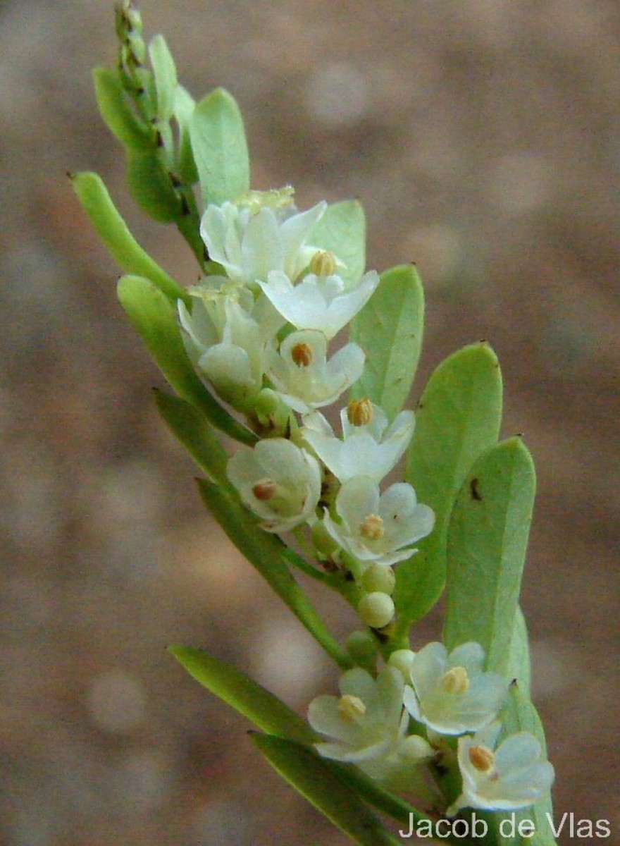 Phyllanthus racemosus L.f.